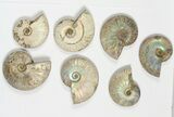 Lot: KG Silver Iridescent Ammonites (-) - Pieces #79443-2